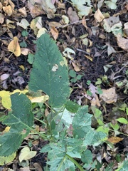 Scrophularia marilandica