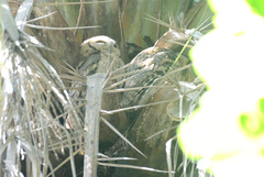 Otus bakkamoena