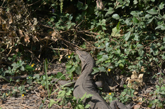 Varanus bengalensis