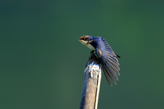 Hirundo smithii