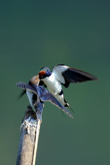 Hirundo smithii