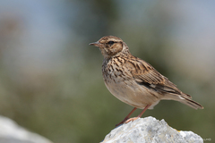 Lullula arborea