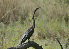 Anhinga melanogaster