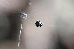 Gasteracantha sacerdotalis