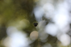 Gasteracantha sacerdotalis