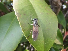 Sarginae