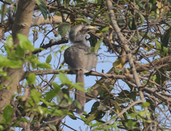 Ocyceros birostris