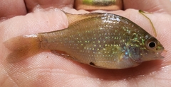 Lepomis marginatus