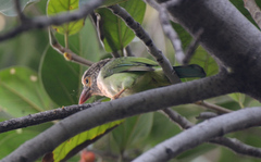 Psilopogon zeylanicus