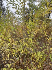 Salix petiolaris