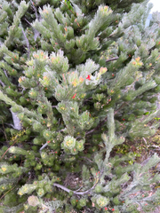 Adenanthos sericeus