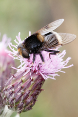 Eristalis intricaria
