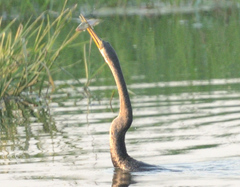 Anhinga melanogaster