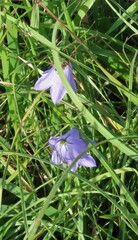 Campanula moravica