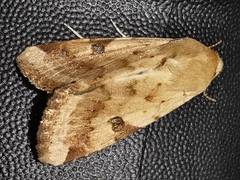 Heliothis peltigera