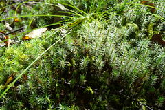 Polytrichum commune
