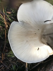 Clitopilus