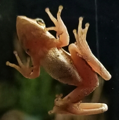 Litoria adelaidensis