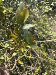 Ochna maguirei