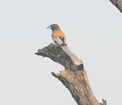 Dendrocitta vagabunda