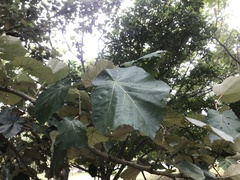 Pterospermum acerifolium