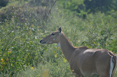 Boselaphus tragocamelus