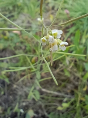 Arabidopsis thaliana