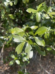 Hyperacanthus amoenus