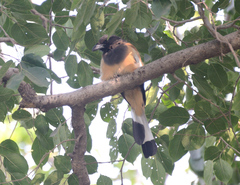 Dendrocitta vagabunda