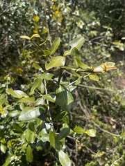 Hyperacanthus amoenus