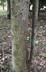 Pterospermum acerifolium