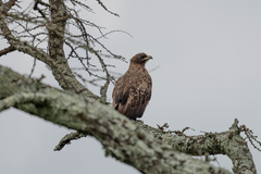Hieraaetus wahlbergi