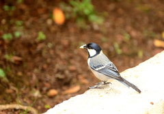 Parus cinereus