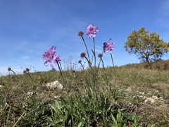 Scabiosa canescens
