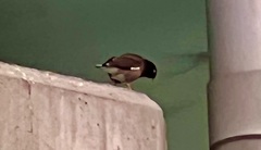 Acridotheres tristis