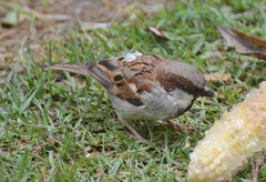 Passer domesticus