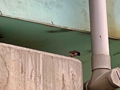 Acridotheres tristis