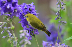 Zosterops palpebrosus