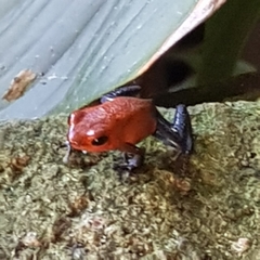 Oophaga pumilio