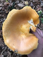 Amanita caesarea