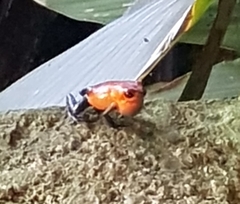 Oophaga pumilio