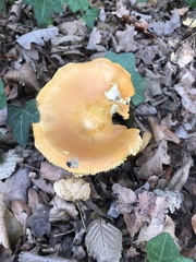 Amanita caesarea