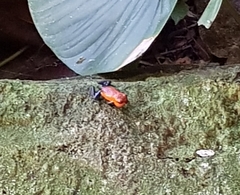 Oophaga pumilio