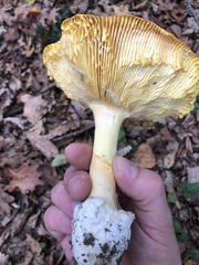 Amanita caesarea