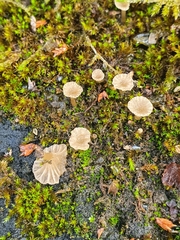 Omphalina subhepatica