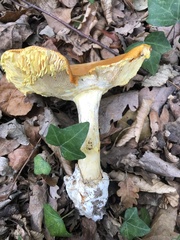 Amanita caesarea