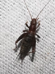 Arachnocephalus vestitus