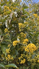 Pentacalia comarapensis