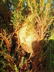 Prinia maculosa maculosa