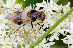 Cheilosia illustrata